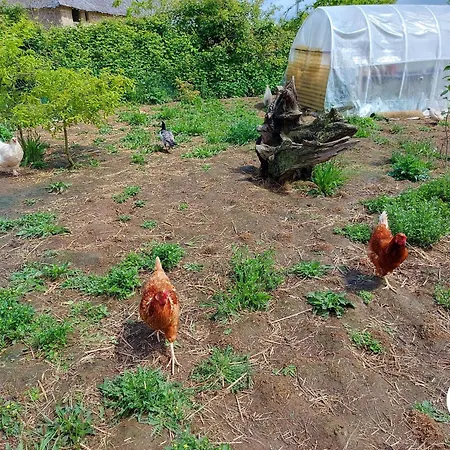 Yourte De Charme Pres De La Nature, 27m², 2 Adultes + Enfants, Cuisine Et Espaces Communs Partages - Fr-1-600-219